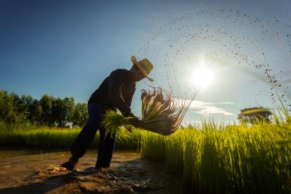 Un granjero cultiva arroz en la temporada de lluvias.