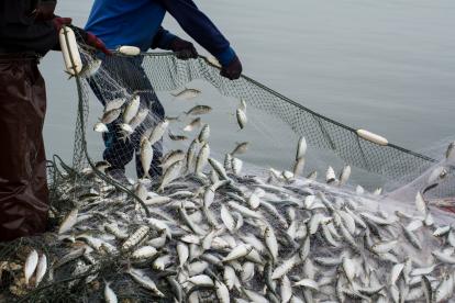 Una red de pescadores atrapando muchos peces.