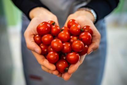 Unas manos femeninas sostienen un grupo de tomates.