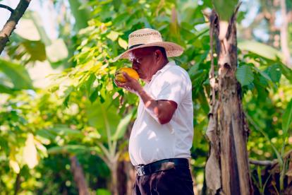 Un agricultor hace una prueba de olor del fruto de cacao para evaluar su calidad.
