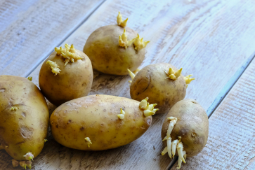 ¿Qué hacemos con las patatas que les salen brotes?